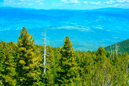 green pine trees and panoramic mountains landscape in Bulgariaの写真素材
