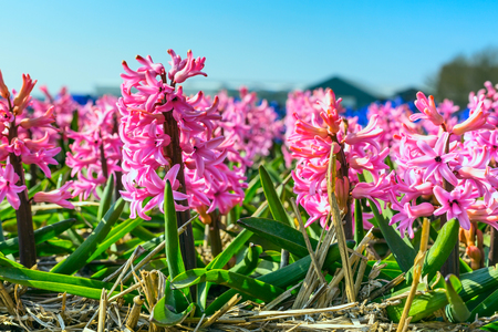 Spring background with closeup pink hyacinth flowers on the field against blue skyの写真素材