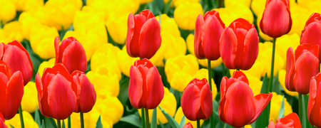Panoramic banner holiday or birthday background with flowerbed of red, yellow tulips, spring flower gardenの写真素材