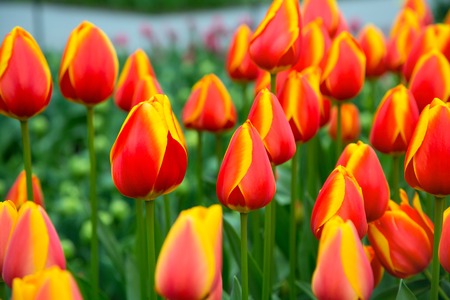 Panoramic holiday or birthday background with flowerbed of red, yellow tulips, spring flower gardenの写真素材