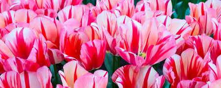 holiday or birthday banner background with beautiful colorful red and pink tulips flowerbedの写真素材