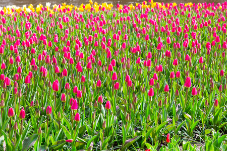 holiday or birthday background with beautiful closeup red pink tulips flowerbedの写真素材