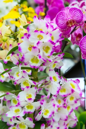 holiday background with close up white and purple orchid flowersの写真素材