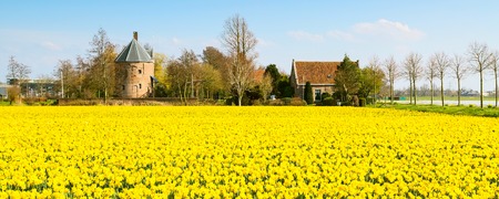 Field with yellow daffodil flowers blooming in spring and dutch house in Hollandの写真素材