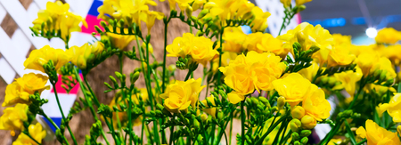 flower close-up bouquet of yellow alstroemeria holiday panoramic banner backgroundの写真素材