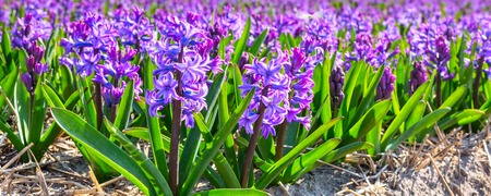 Spring background with vibrant closeup purple lilac hyacinth flowers on the fieldの写真素材