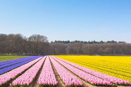 Typical Dutch spring flower panorama with colorful rows of hyacinth flower field in Hollandの写真素材