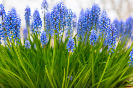 Spring background with blue flowers grape hyacinth, close-up with copy spaceの写真素材