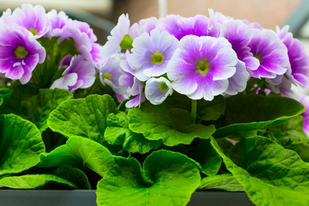 holiday or birthday background with beautiful closeup purple viola or pansy flowersの写真素材