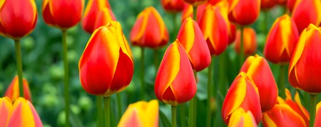 Panoramic banner holiday or birthday background with flowerbed of red, yellow tulips, spring flower gardenの写真素材