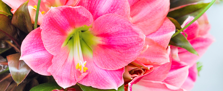 Panoramic banner holiday or birthday background with pink lily flower blossom closeupの写真素材