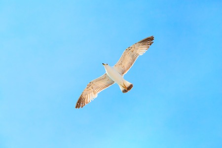 White seagull flying in the blue sky. Freedom concept. Place for textの写真素材