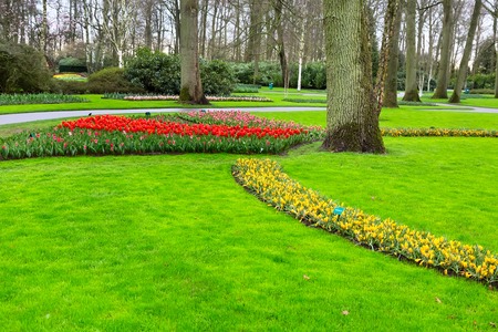 Colorful tulips flowerbeds in Keukenhof spring garden, Hollandの写真素材