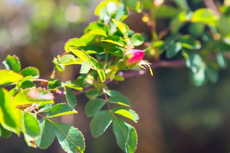 Rose hip, dog rose flower, wild rose, medicinal plantの写真素材
