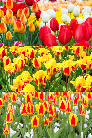 Colorful red and yellow tulips flowerbed, spring flower garden, holland symbol collageの写真素材