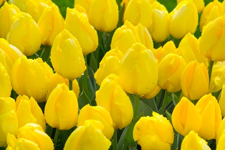 yellow tulips with water drops, flowerbed after rain postcard, holiday backgroundの写真素材