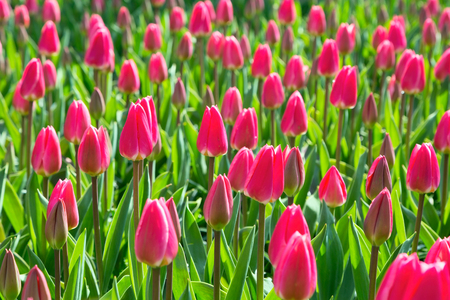 holiday or birthday background with beautiful closeup red pink tulips flowerbedの写真素材