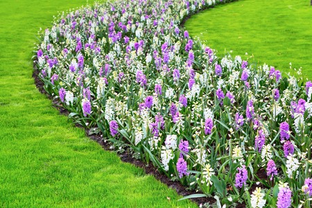 Colorful white, purple and lilac crocus flowers blossom in holland spring gardenの写真素材