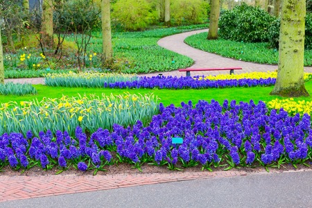 blue flowers hyacinths growing on the flowerbed in Keukenhof gardenの写真素材