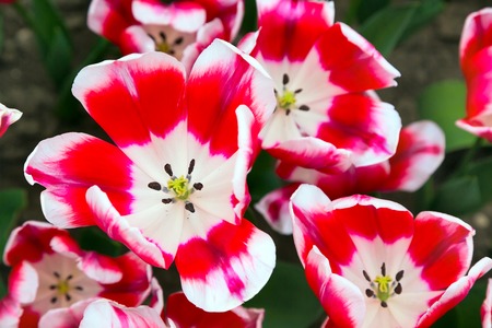 Top view of red and white tulips flowers closeup macro texture backgroundの写真素材