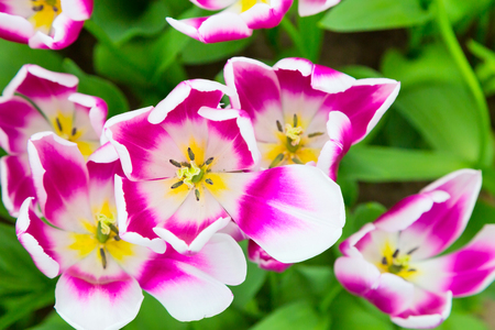 panoramic holiday or birthday background with beautiful closeup white with purple tulips flowerbedの写真素材
