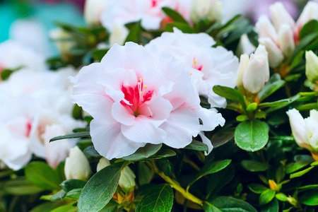 holiday or birthday background with beautiful closeup pink and white flowerの写真素材