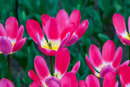 colorful panoramic holiday or birthday background with beautiful closeup pink tulips flowerbedの写真素材