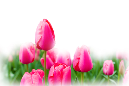Holiday tulip flower background with pink tulips and white copy spaceの写真素材