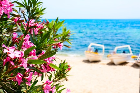 Pink oleander leafs and flowers, blue sea and boats background. Travel vacation summer background with copy spaceの写真素材