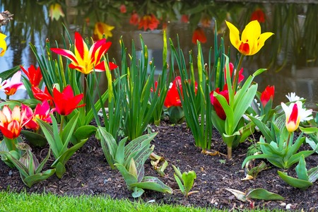 Blossom of yellow and red tulips near water with reflectin, spring Holland backgroundの写真素材