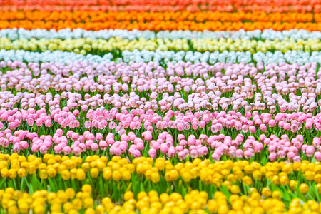 imitation of multi colored tulips field, spring Holland backgroundの写真素材