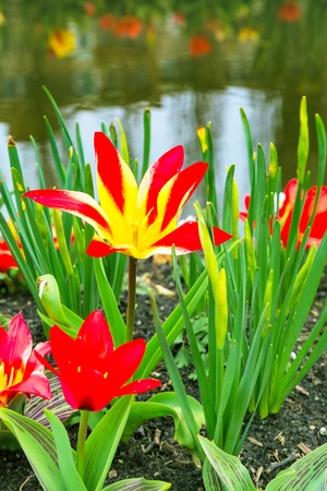 Blossom of yellow and red tulips near water with reflectin, spring Holland backgroundの写真素材