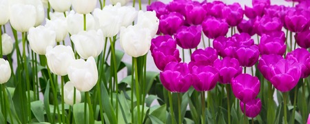 Panoramic banner holiday or birthday background with flowerbed of white and purple tulips, spring flower gardenの写真素材
