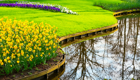 Flowerbed with yellow daffodil flowers blooming in keukenhof spring garden and river viewの写真素材