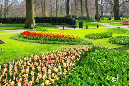 Flowerbed with tulip flowers blooming in keukenhof spring gardenの写真素材