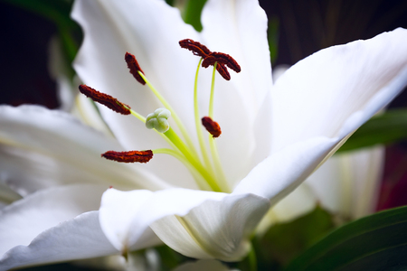 holiday or birthday background with white lily flower blossom closeupの写真素材