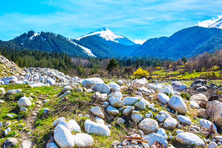 Spring background with snow mountain peaks, stones and yellow blooming treesの写真素材