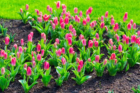 holiday or birthday background with beautiful closeup red pink tulips flowerbedの写真素材