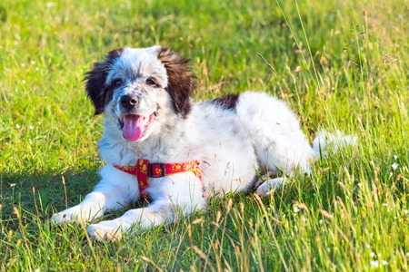 Cute white and black bulgarian sheep dog puppy in the grass closeup