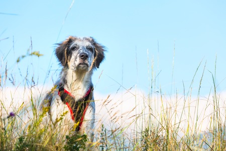 white and black fuzzy dog in green grass and high mountains at background, freedom travel concept, copy spaceの写真素材