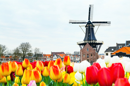 Holland landscape with tulips and windmill, Haarlemの写真素材