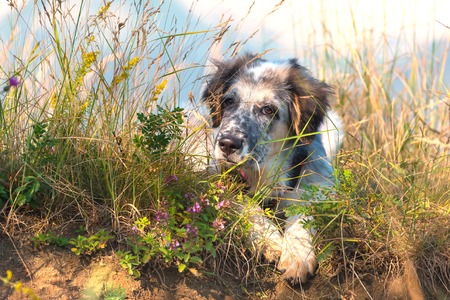 white and black fuzzy dog in green grass and high mountains at background, freedom travel concept, copy spaceの写真素材
