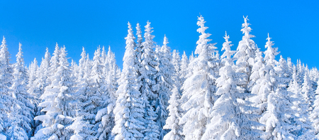 Winter vacation banner background with pine trees covered by heavy snow against blue sky with copy...