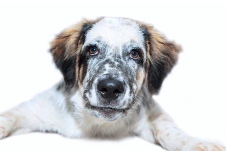 White, black and brown color fuzzy dog isolated on white backgroundの写真素材