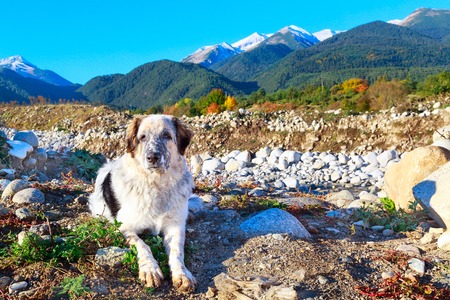 white and black dog lying on high snow mountains and colorful trees background, freedom travel conceptの写真素材