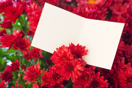 Closeup close-up chrysanthemum red holiday flowers with card copy spaceの写真素材