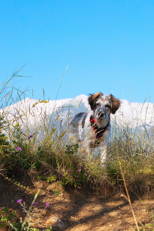 white and black fuzzy dog standing in green grass and high mountains at background