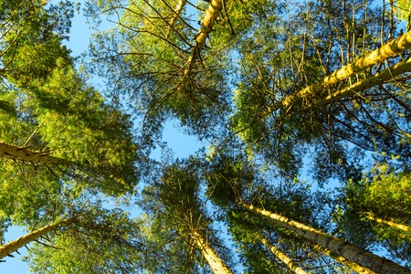 Looking up green summer trees forest background, blue sky
