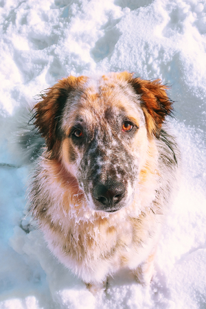 Close-up portrait of large white, balck and brown color dog lookin up to the eyes, snow around