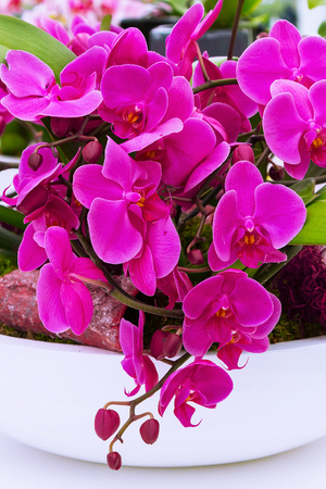 holiday background with beautiful close up purple orchid flowersの写真素材